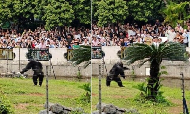 В Китае шимпанзе без причины бросил камень в голову посетителя зоопарка