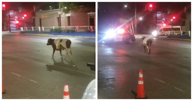 В Чили сбежавшая от хозяев корова сбила с ног полицейского, который пытался поймать её