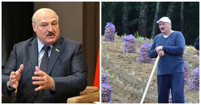 Лукашенко пожаловался на то, что в Беларуси пропала картошка