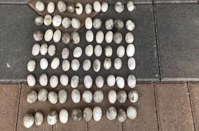 Охотники за рептилиями удалили 98 яиц игуаны с одного двора