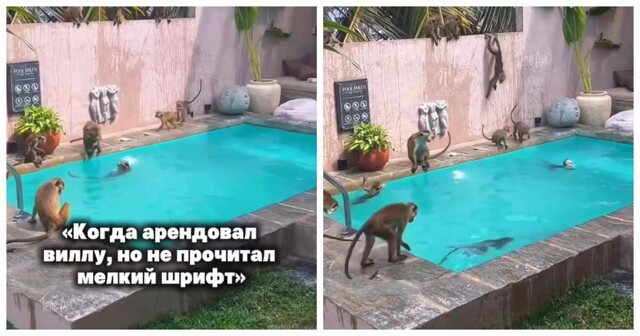 На Шри-Ланке туристы арендовали виллу с «сюрпризом»