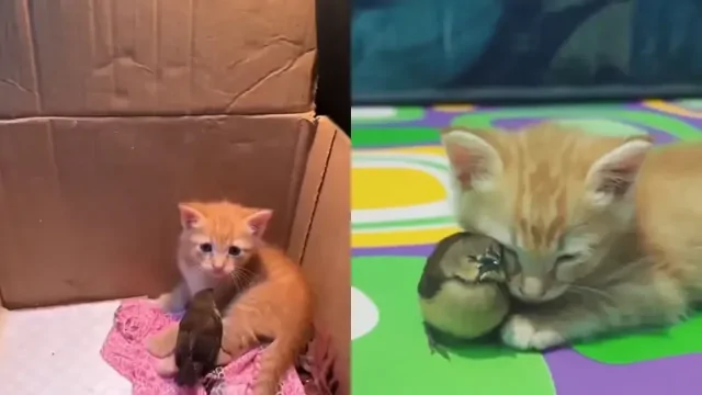 Пригрел пернатого друга