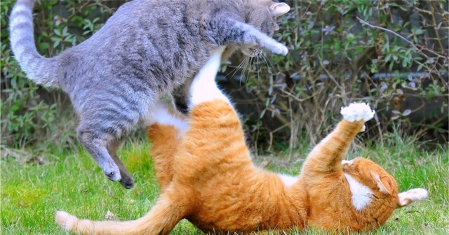 Коты те ещё рестлеры