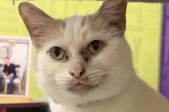 Никто не хочет брать кота из приюта из-за особенностей внешности — «грязной» мордочки