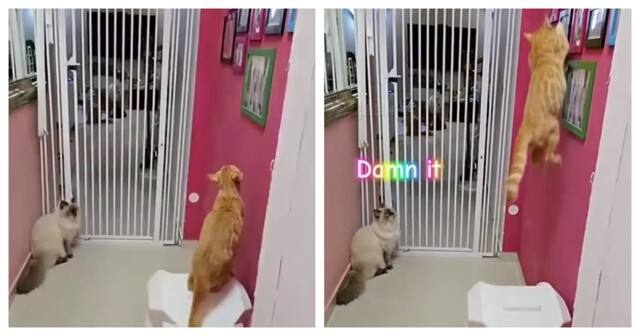 Кот, которого не остановят любые преграды