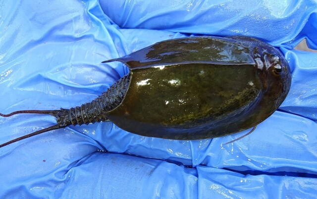 Щитень: самое странное, что можно встретить летом на даче