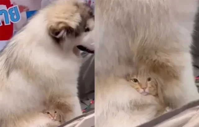 Кот спрятался в шерсти пса