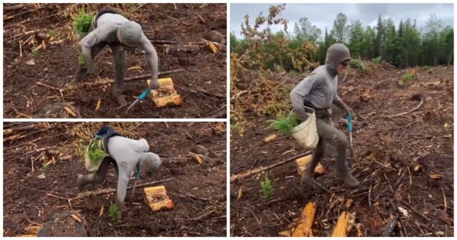 Парень посвящает своё свободное время восстановлению лесов