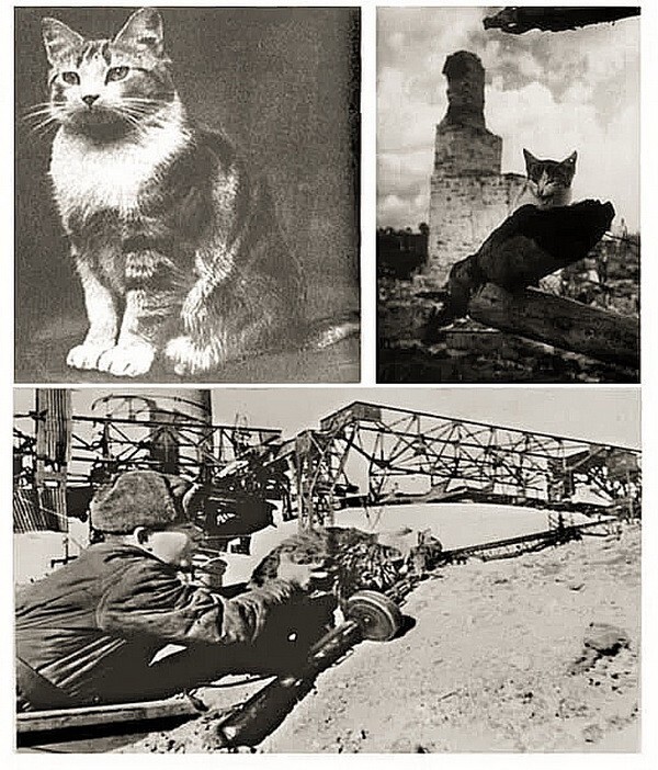 Кот Рыжик - артиллерист