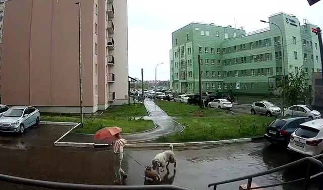 Алабай напал на корги в Саратове
