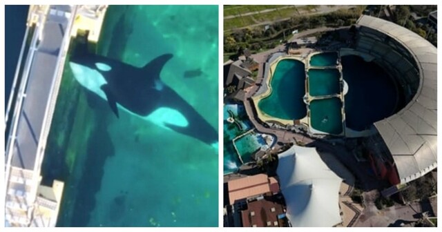 Косатки и дельфины стали узниками закрытого океанариума