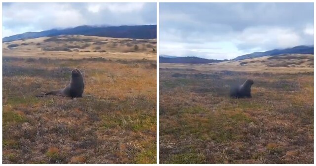 Морской лев забрёл в парк, расположенный в 30 километрах от воды