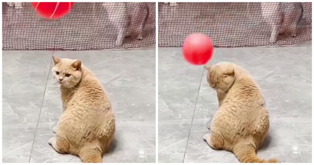 Неудачливый рыжий кот