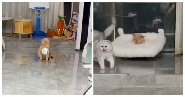 Самый неудачливый рыжий кот