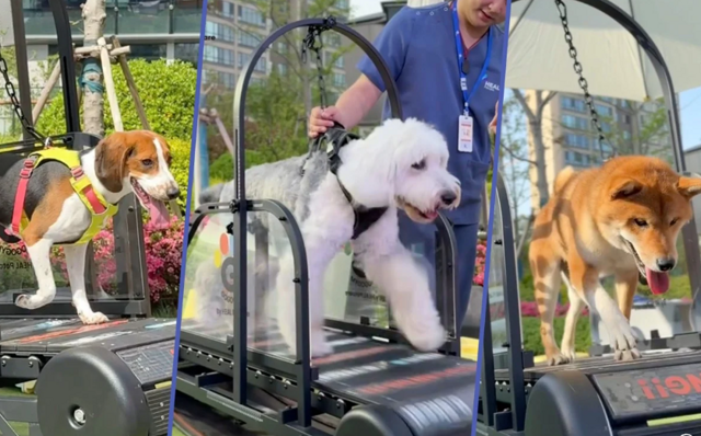 Норма или с жиру бесятся?: в Китае открыли  спортзал для собак