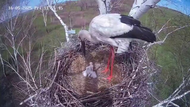 Аист выбросил птенца из гнезда