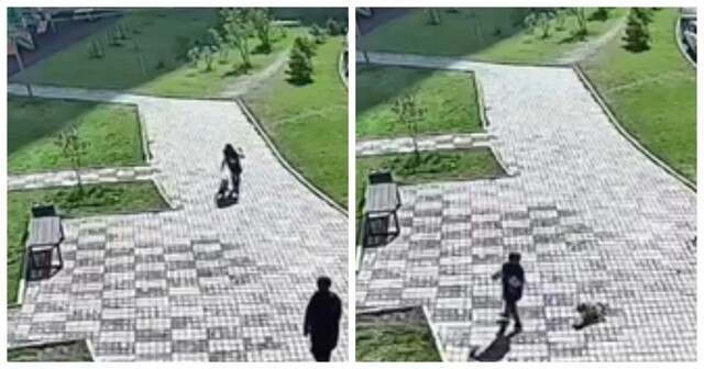 Маленький, но очень злой пёс напал на мальчика в Красноярске