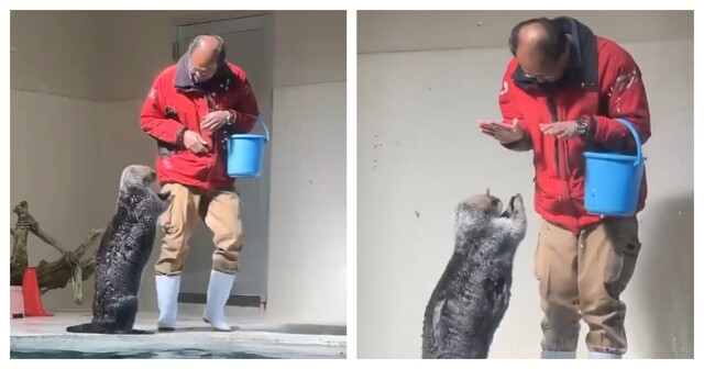 Выдра просит рыбу