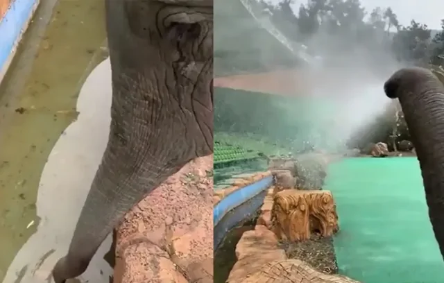 Мужчина научил слона забавному трюку