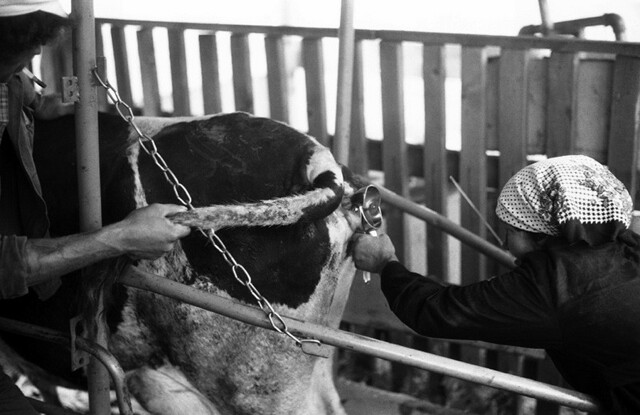 Фотолетопись жизни-2