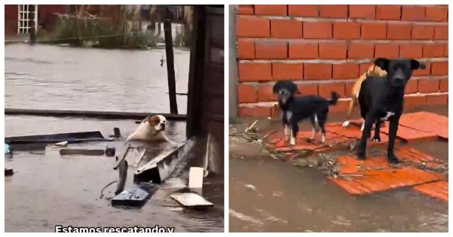 Эвакуация животных из зоны затопления в Аргентине