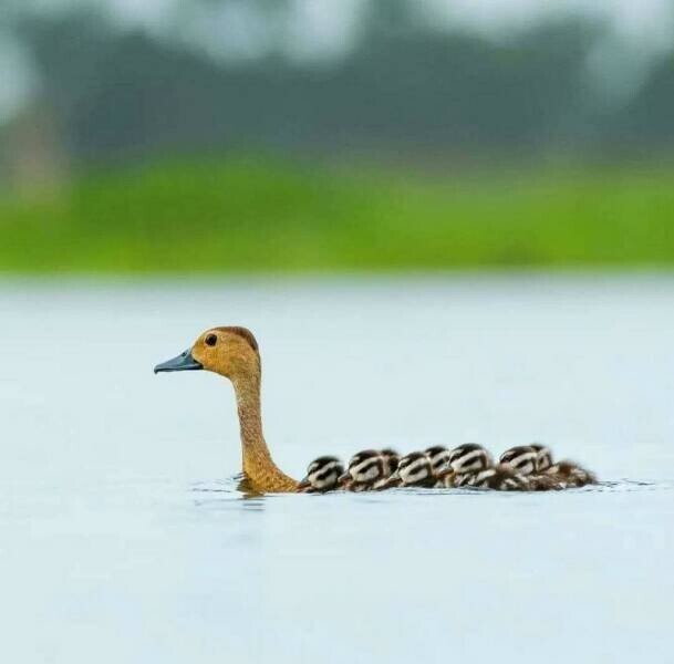 Намешалось