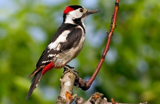 Дятел мешает мужчине заснуть