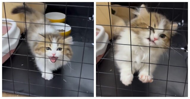 Котёнок потерял сигнал