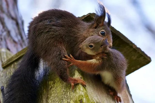 Как белки переносят своих детенышей
