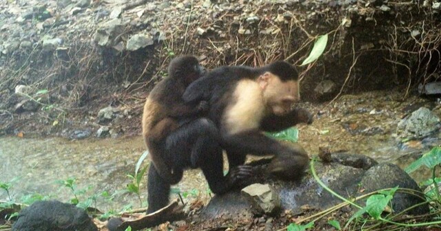 Эксперты пытаются выяснить, почему капуцины воруют детёнышей ревунов