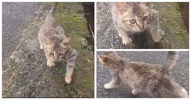 Пушистый мошенник