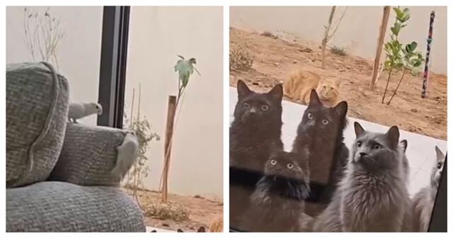 Коты наблюдают за попугаями в доме