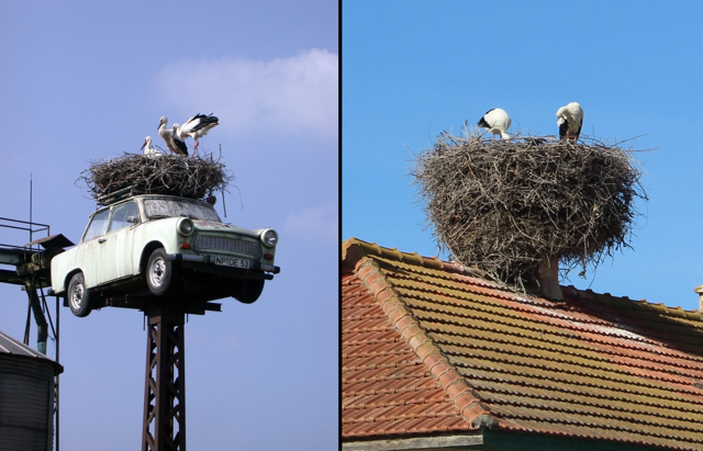 Гнездо аиста: обзор одной из самых интересных конструкций в природе