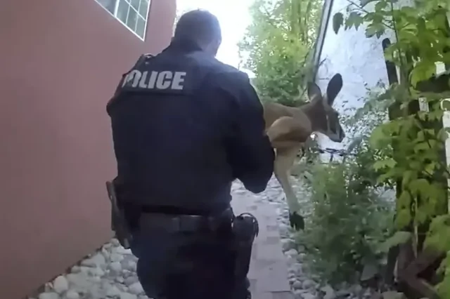 В США кенгуру заставил полицейских отправиться за ним в погоню