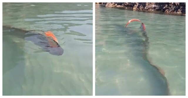 Жители Мексики запечатлели одну из самых необычных рыб океана