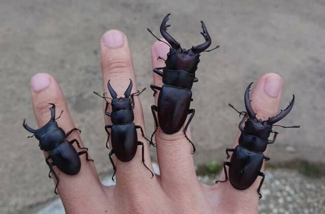  Намешалось 