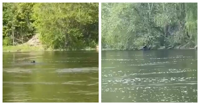 Мужчина переплыл реку, чтобы попасть из Эстонии в Россию