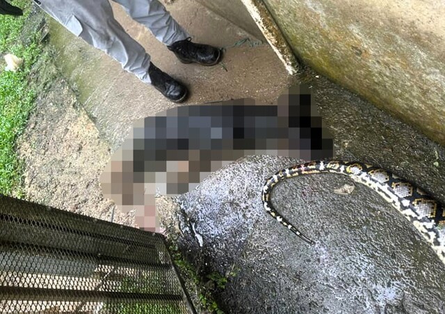 В Пуэрто-Рико змея проглотила немецкую овчарку