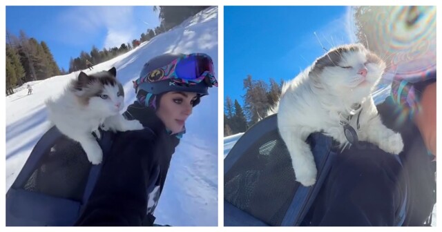 Кошка-экстремалка из Швейцарии