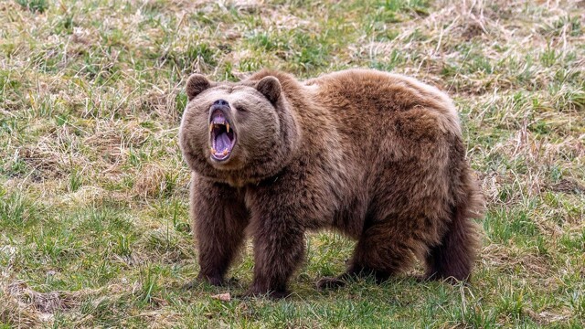 Медведь погнался за машиной с женщинами и детьми