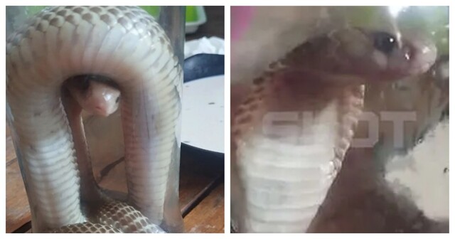 Россиянин столкнулся с ядовитой змеёй, когда гулял с детьми