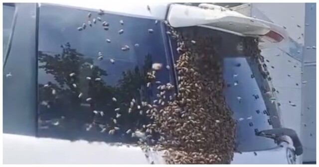 Пчелы облепили автомобиль во Владивостоке