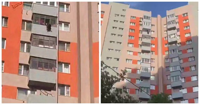 Собака выпала с балкона в Подмосковье