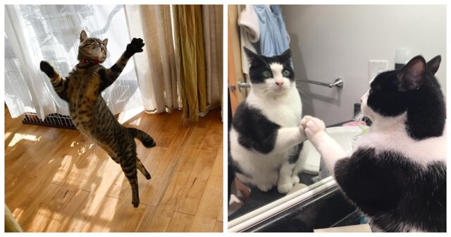 23 составляющих идеального дня от пушистых гуру тайм-менеджмента