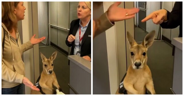 В Австралии женщину не пустили в самолёт с кенгуру