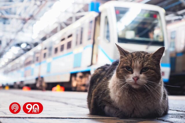 Пушистые работяги московских электродепо⁠⁠