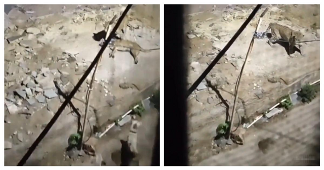 Собаки отвлекли внимание леопарда от другого пса, чем спасли жизнь соплеменнику