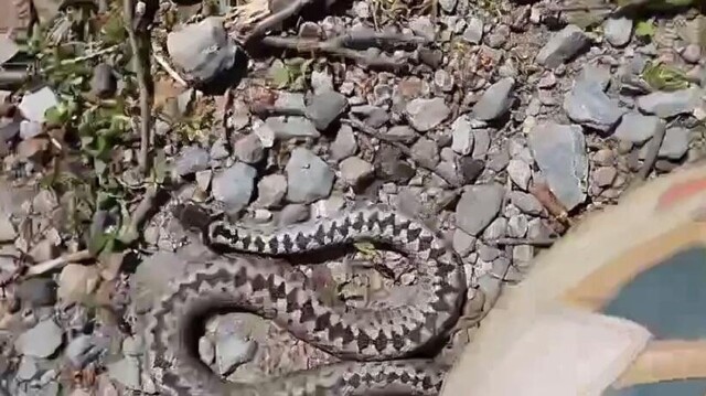 Гадюка укусила ребёнка, когда он снимал её на видео