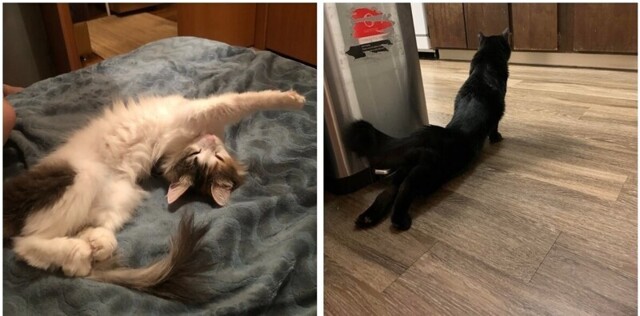 Кошачья йога: 20 фото, которые доказывают, что коты гнутся лучше, чем мы