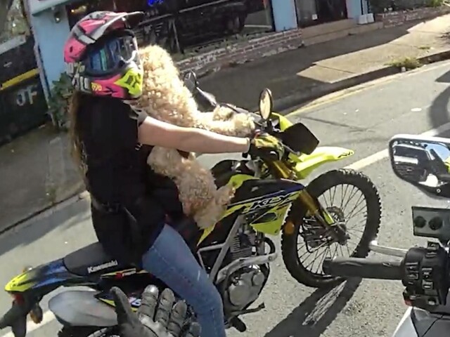 Девушку оштрафовали за то, что она везла собаку на мотоцикле